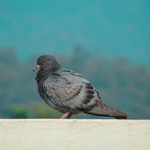 Gray pigeon sitting on a ledge, with a soft-focus green background, showcasing its detailed feathers and inquisitive gaze.